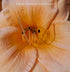 Hemerocallis 'Gala Gown' - New Forest Hostas & Hemerocallis