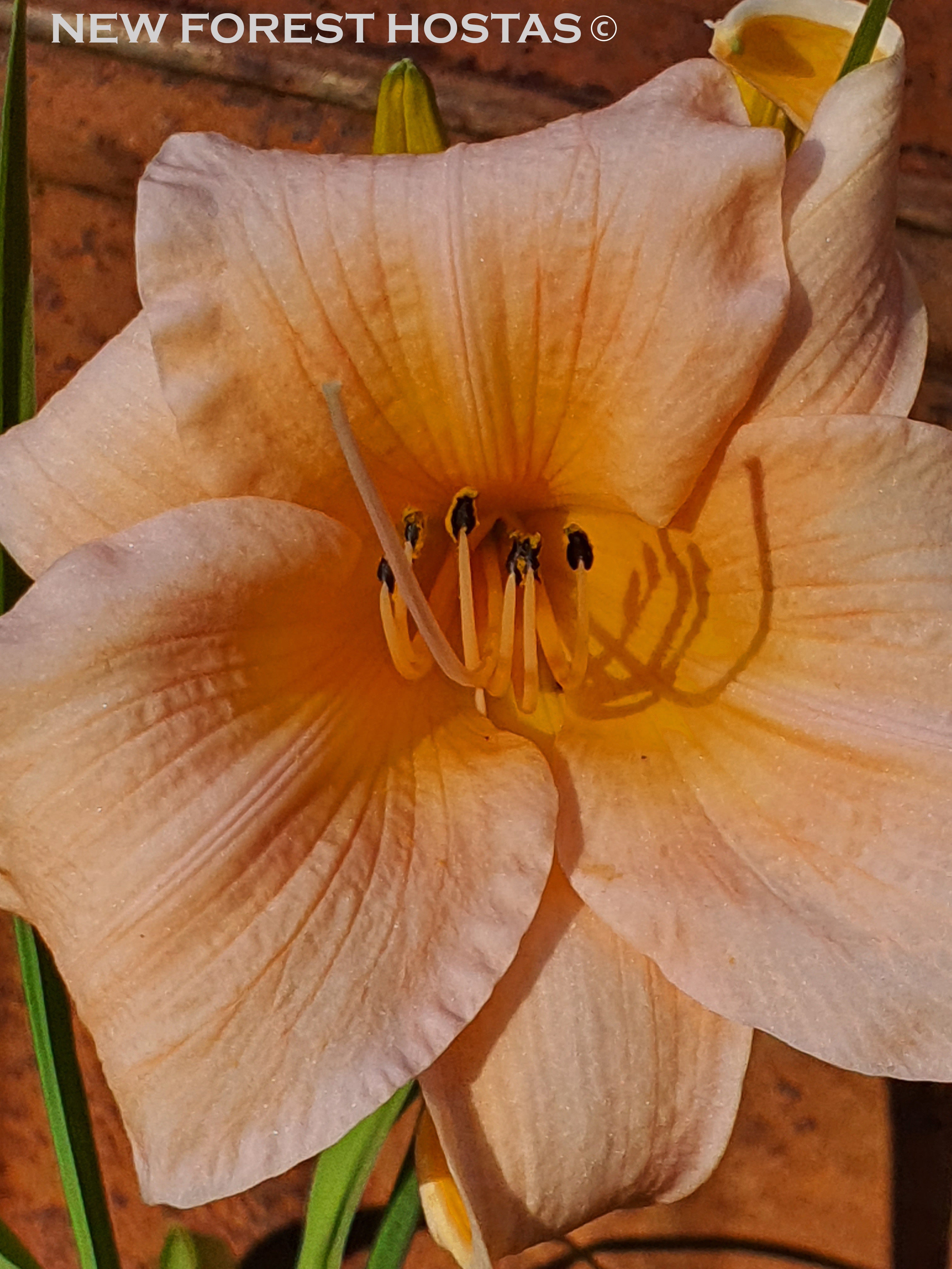 Hemerocallis 'Gala Gown' - New Forest Hostas & Hemerocallis