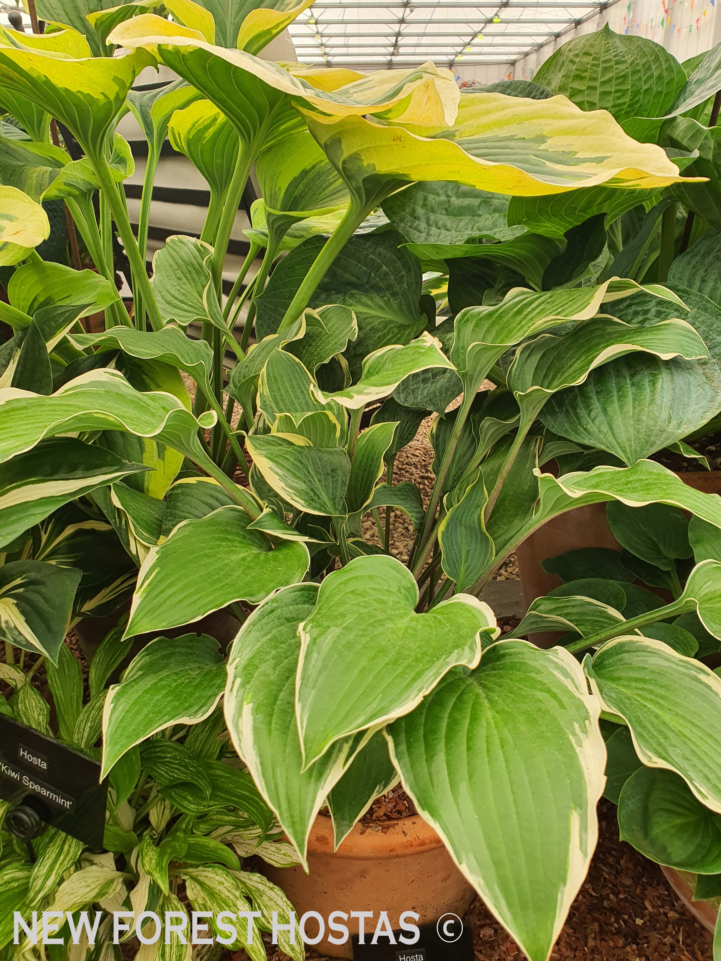 Hosta 'Gay Blade' - New Forest Hostas & Hemerocallis