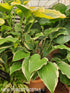 Hosta 'Gay Blade' - New Forest Hostas & Hemerocallis