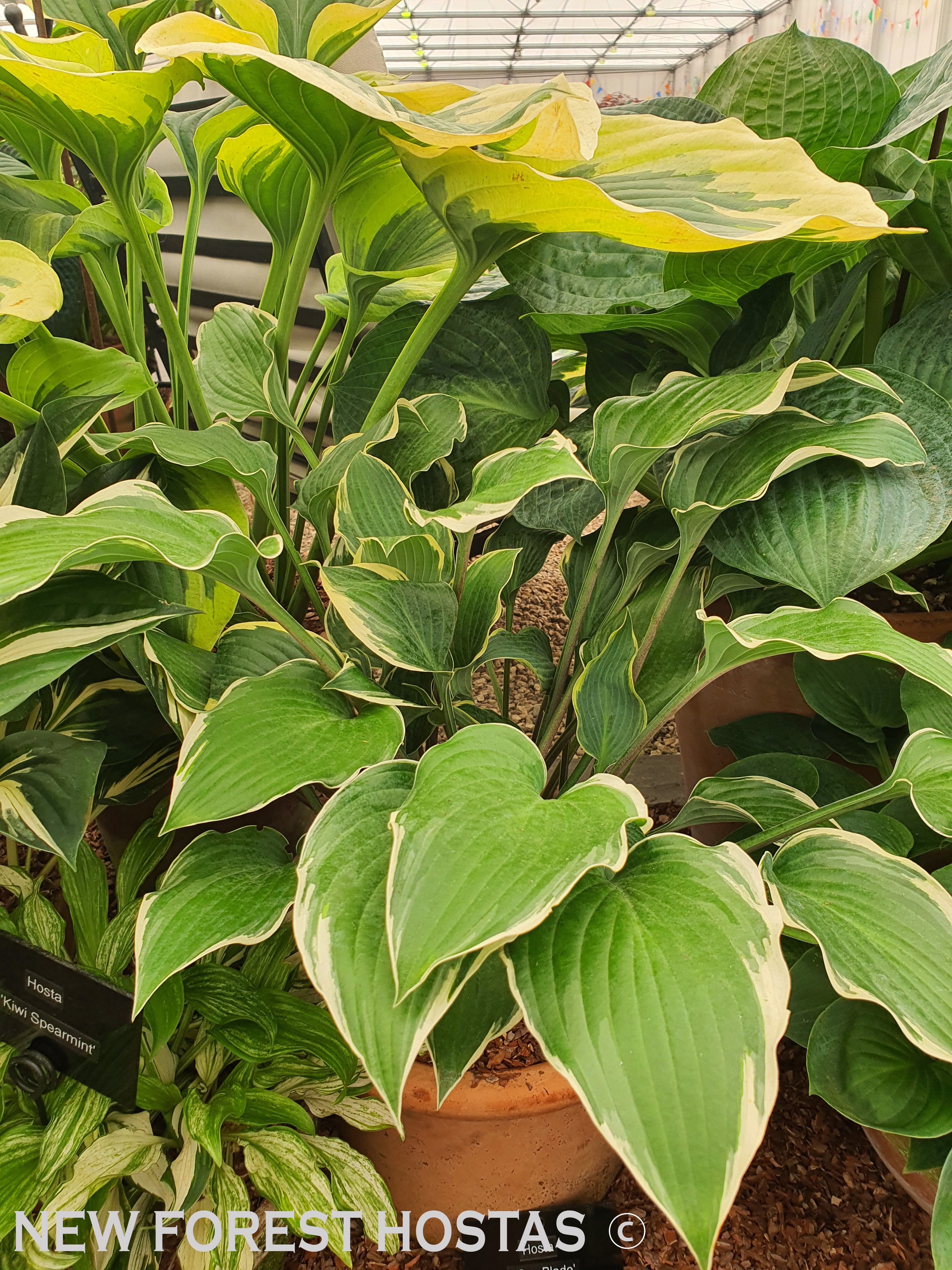 Hosta 'Gay Blade' - New Forest Hostas & Hemerocallis