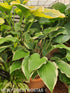 Hosta 'Gay Blade' - New Forest Hostas & Hemerocallis