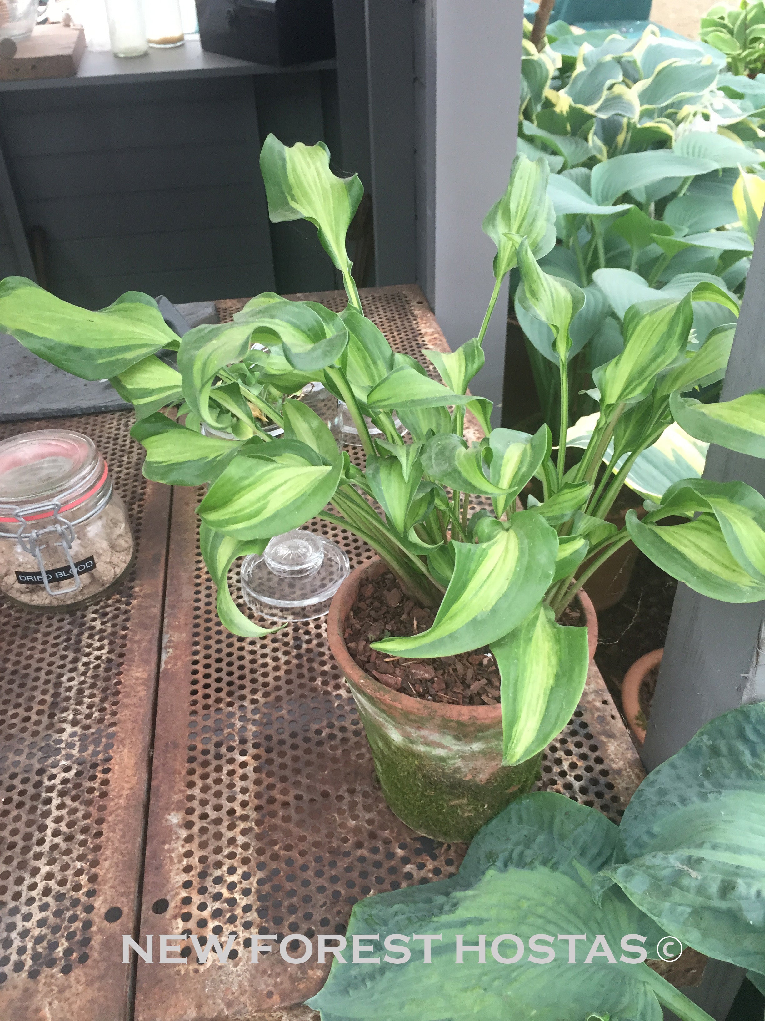 Hosta 'Geisha' - New Forest Hostas & Hemerocallis