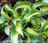 Hosta 'Geisha' - New Forest Hostas & Hemerocallis