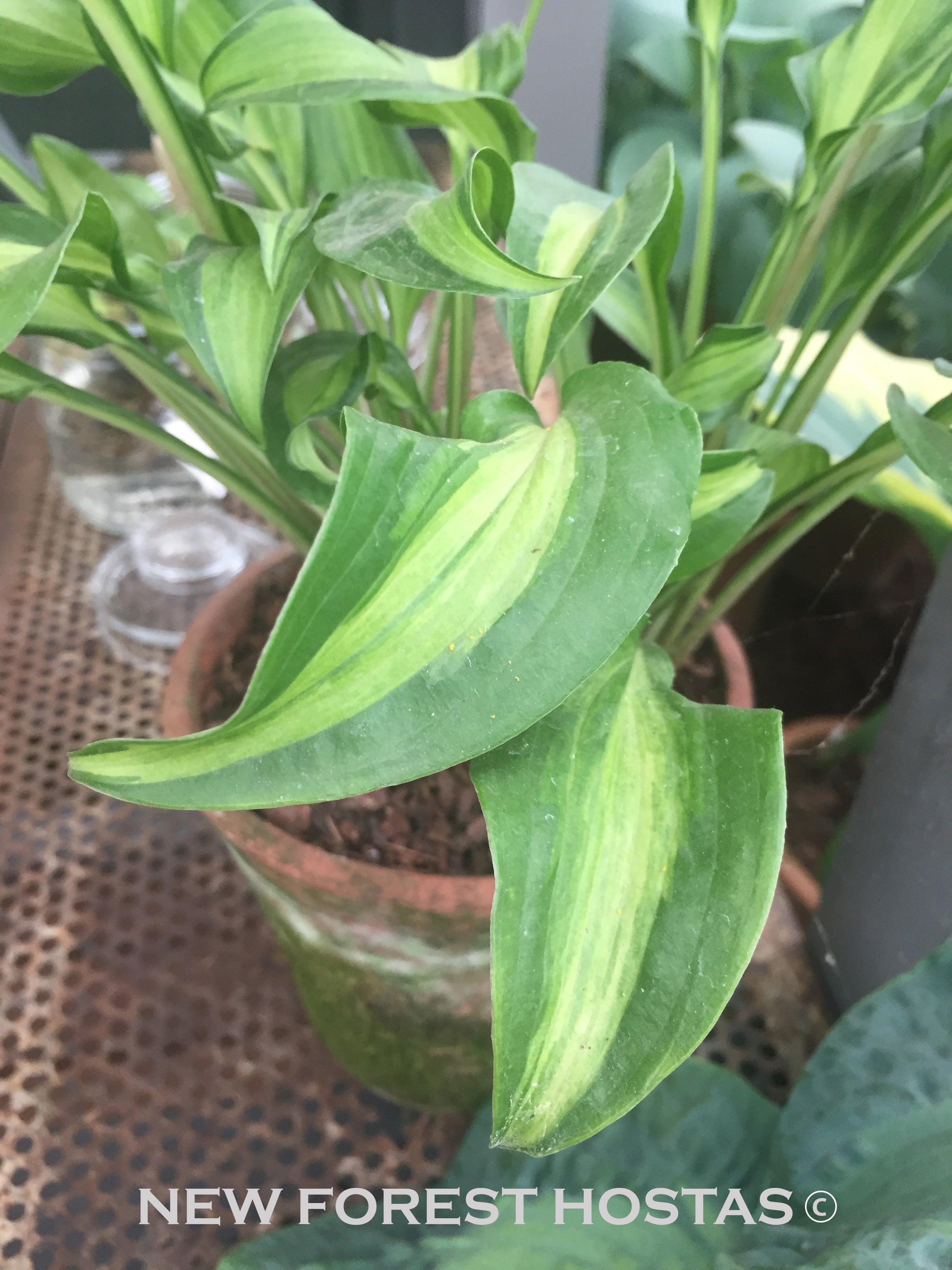 Hosta 'Geisha' - New Forest Hostas & Hemerocallis