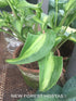 Hosta 'Geisha' - New Forest Hostas & Hemerocallis