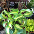 Hosta 'Geisha' - New Forest Hostas & Hemerocallis