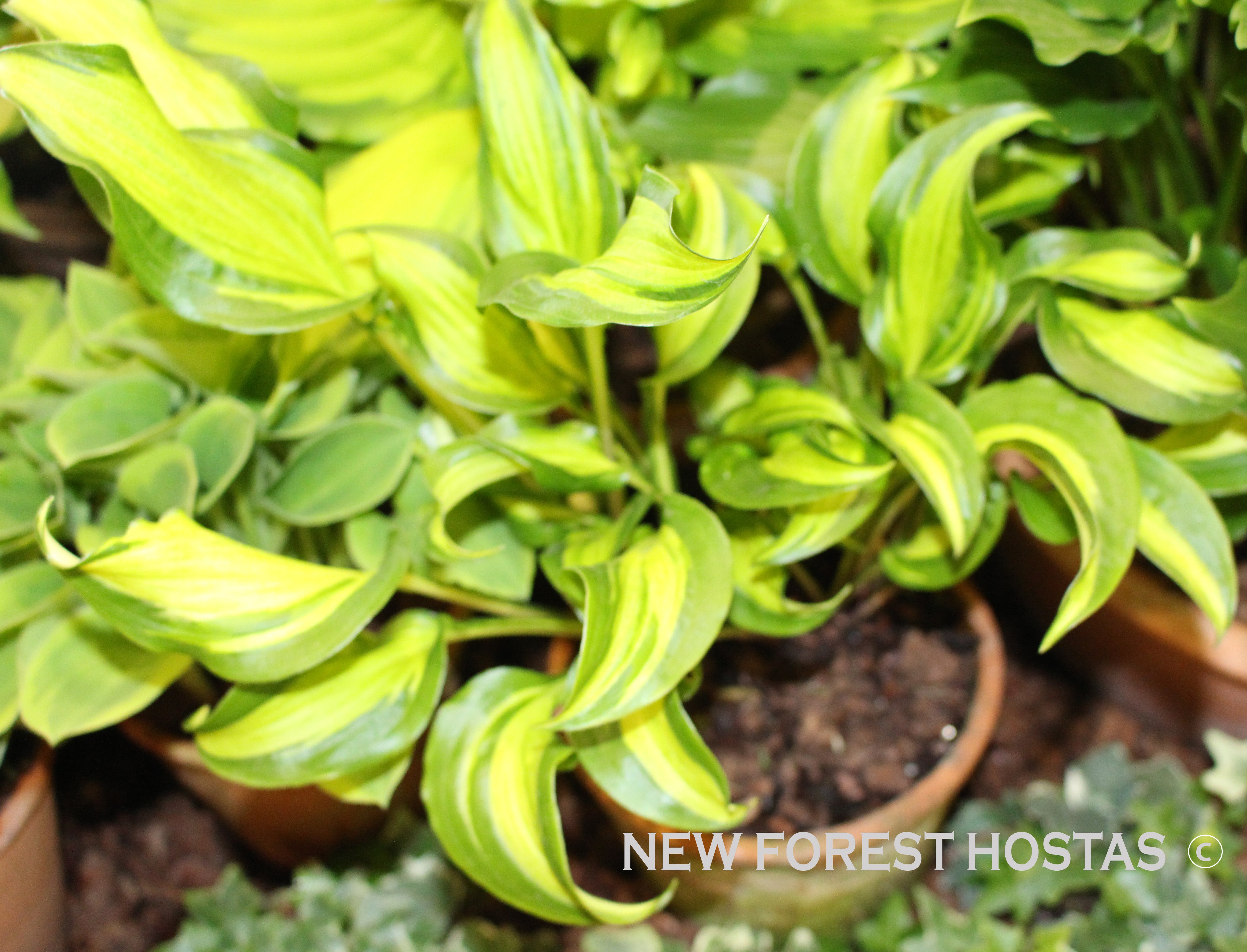 Hosta 'Geisha' - New Forest Hostas & Hemerocallis