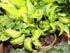 Hosta 'Geisha' - New Forest Hostas & Hemerocallis