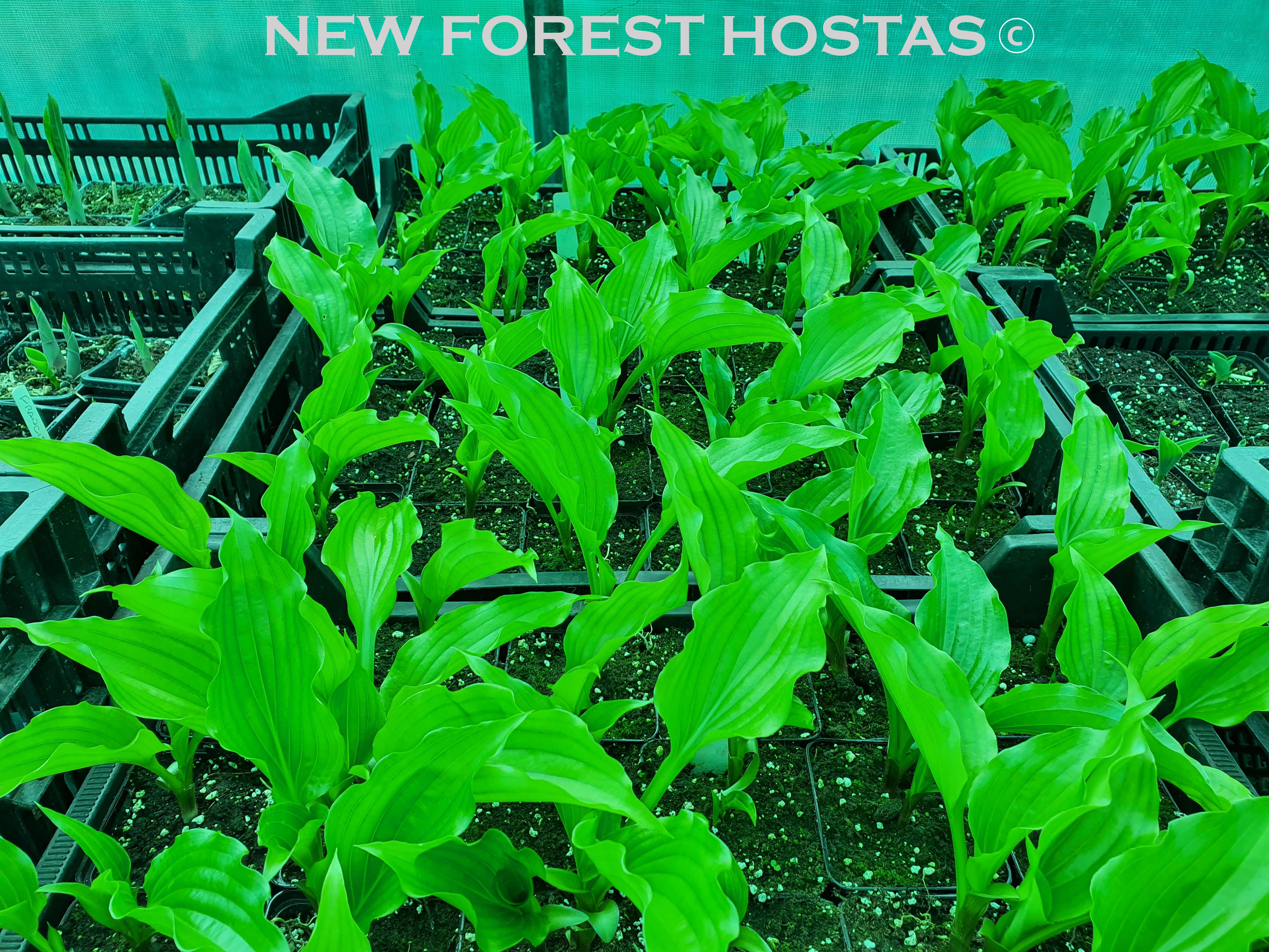 Hosta 'Get Nekkid' - New Forest Hostas & Hemerocallis