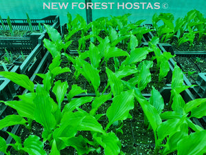 Hosta 'Get Nekkid' - New Forest Hostas & Hemerocallis