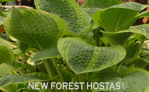 Hosta 'Glory Hallelujah' - New Forest Hostas & Hemerocallis