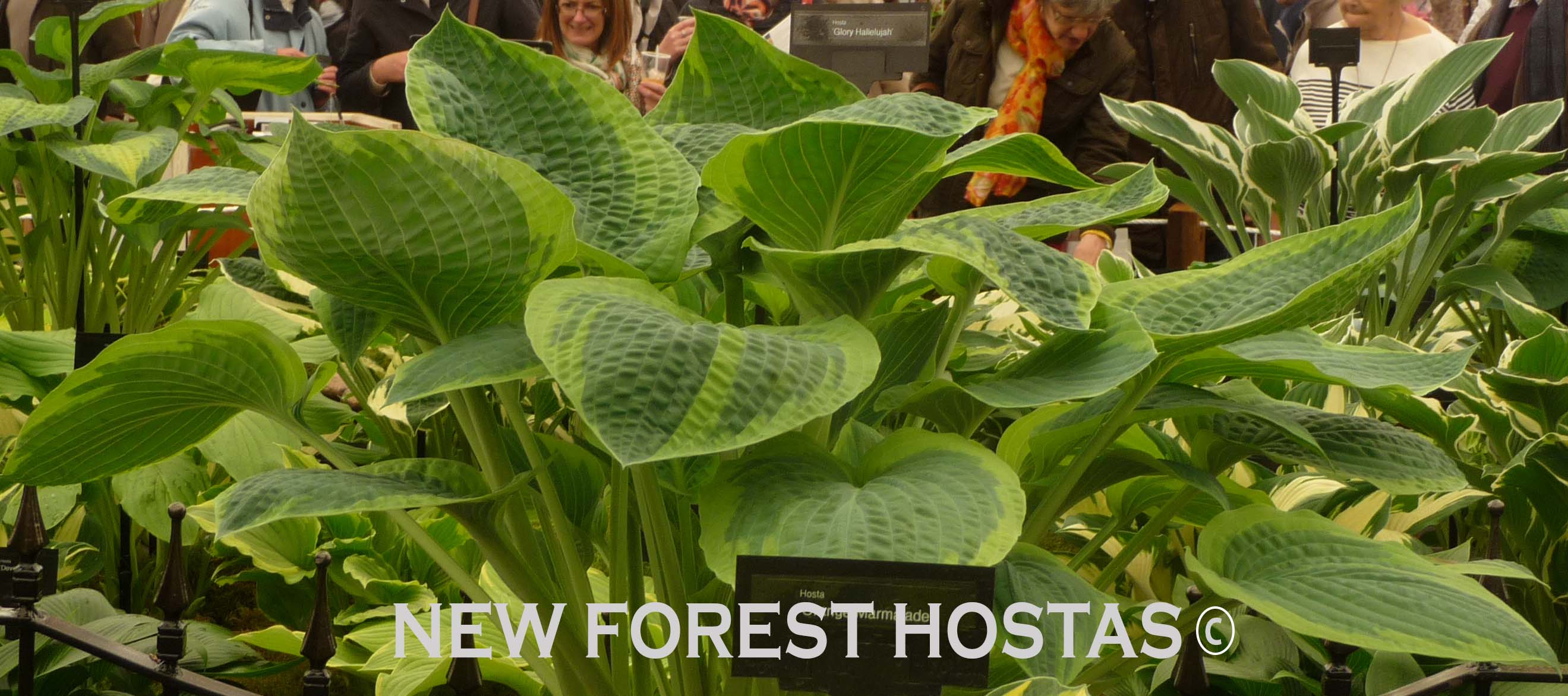 Hosta 'Glory Hallelujah' - New Forest Hostas & Hemerocallis