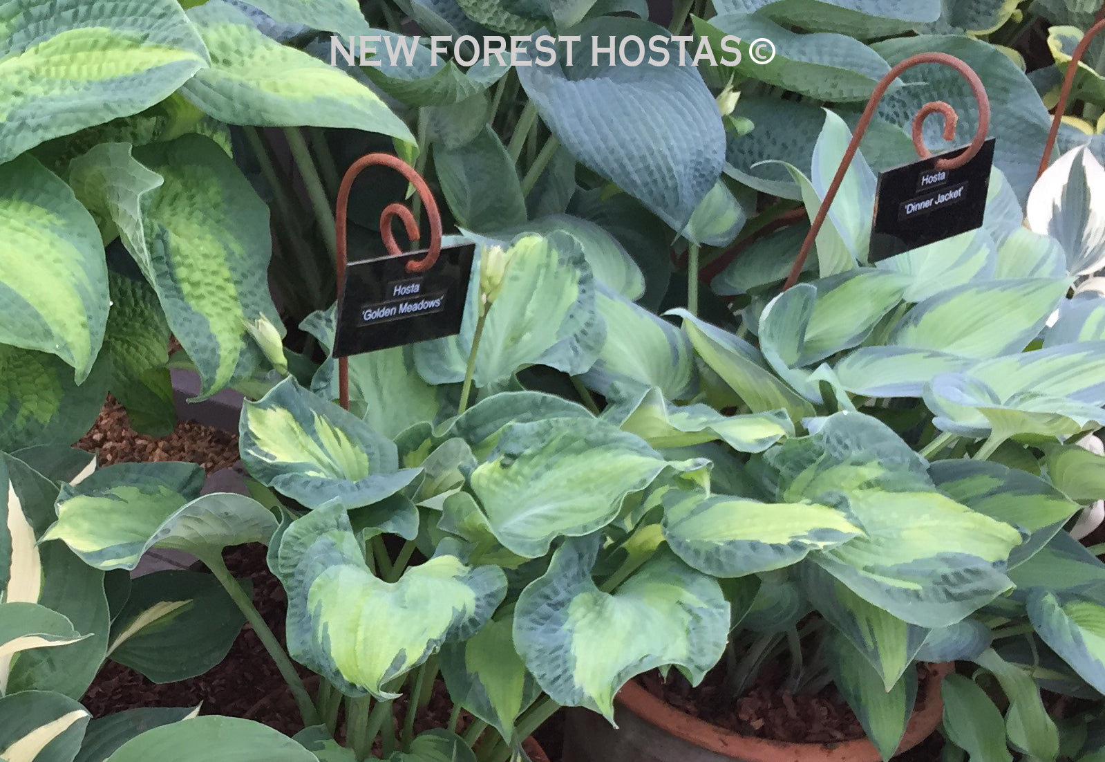 Hosta 'Golden Meadows' - New Forest Hostas & Hemerocallis