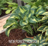 Hosta 'Golden Meadows' - New Forest Hostas & Hemerocallis