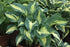 Hosta 'Golden Meadows' - New Forest Hostas & Hemerocallis