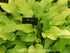 Hosta 'Golden Oriole' - New Forest Hostas & Hemerocallis
