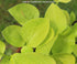 Hosta 'Golden Scepter' - New Forest Hostas & Hemerocallis
