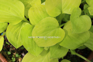 Hosta 'Golden Scepter' - New Forest Hostas & Hemerocallis