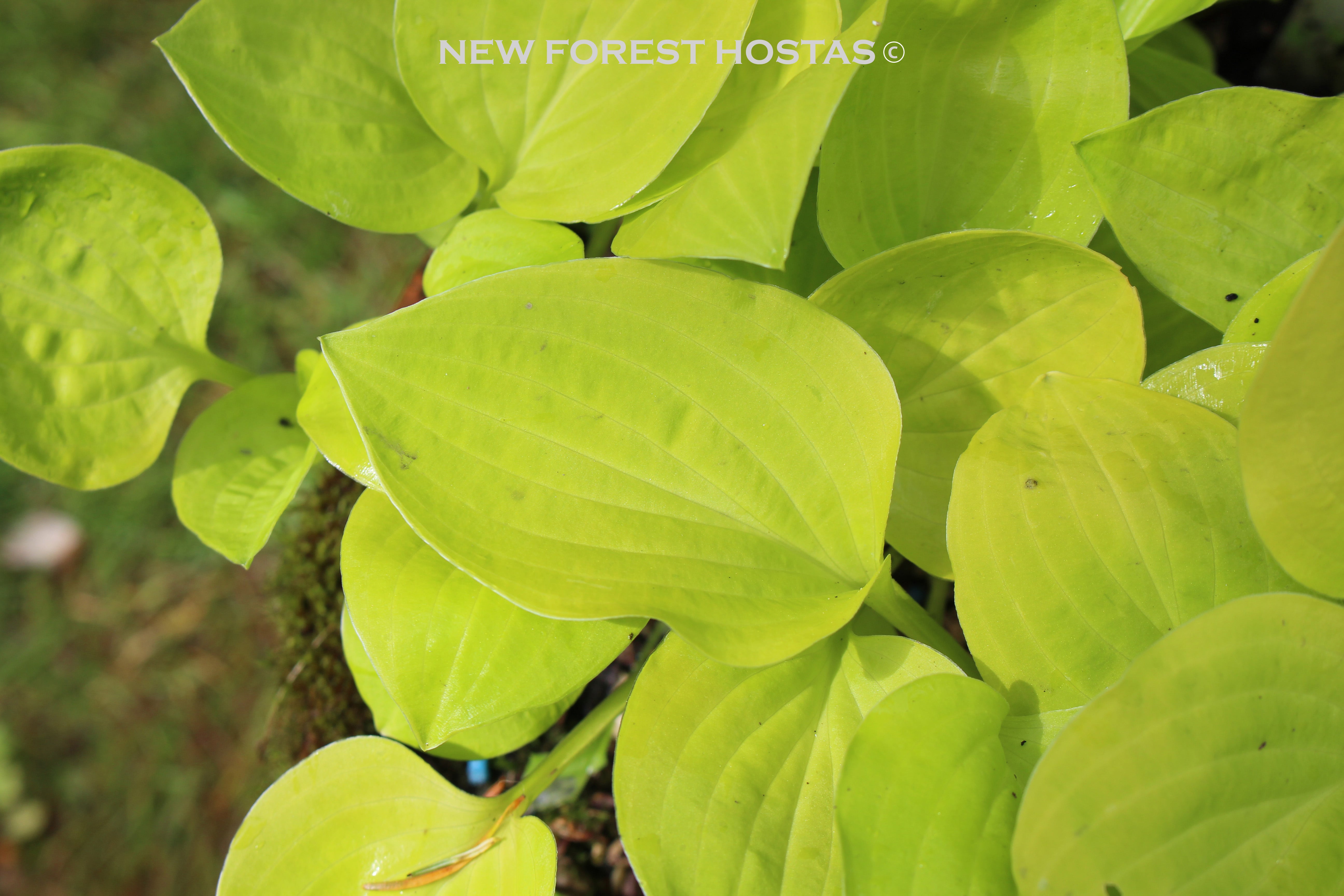 Hosta 'Golden Scepter' - New Forest Hostas & Hemerocallis