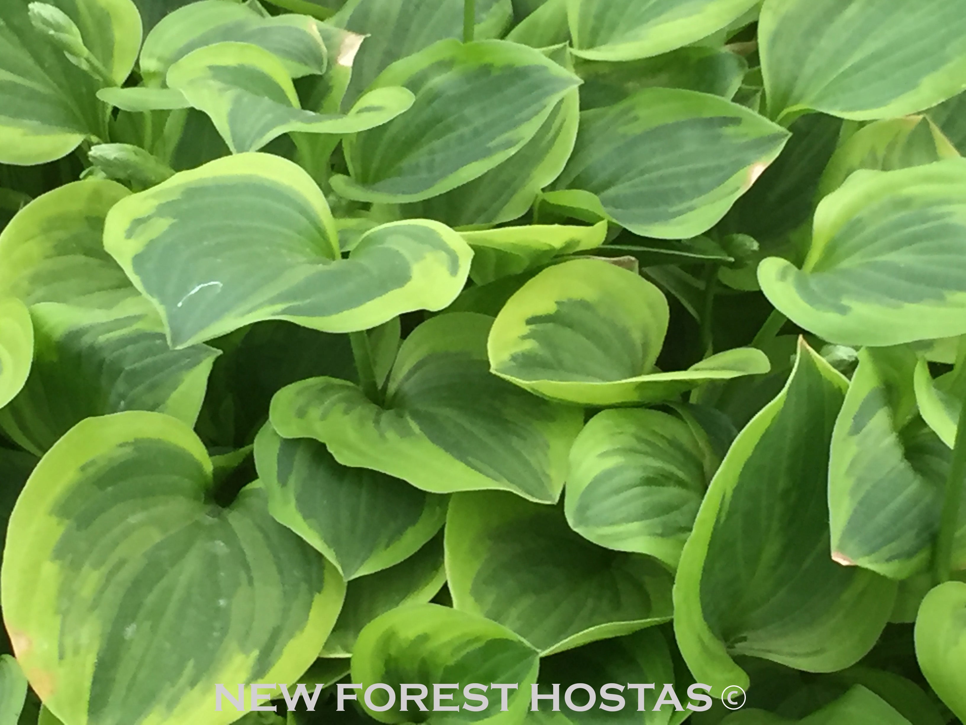 Hosta 'Golden Tiara' - New Forest Hostas & Hemerocallis