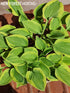 Hosta 'Golden Tiara' - New Forest Hostas & Hemerocallis