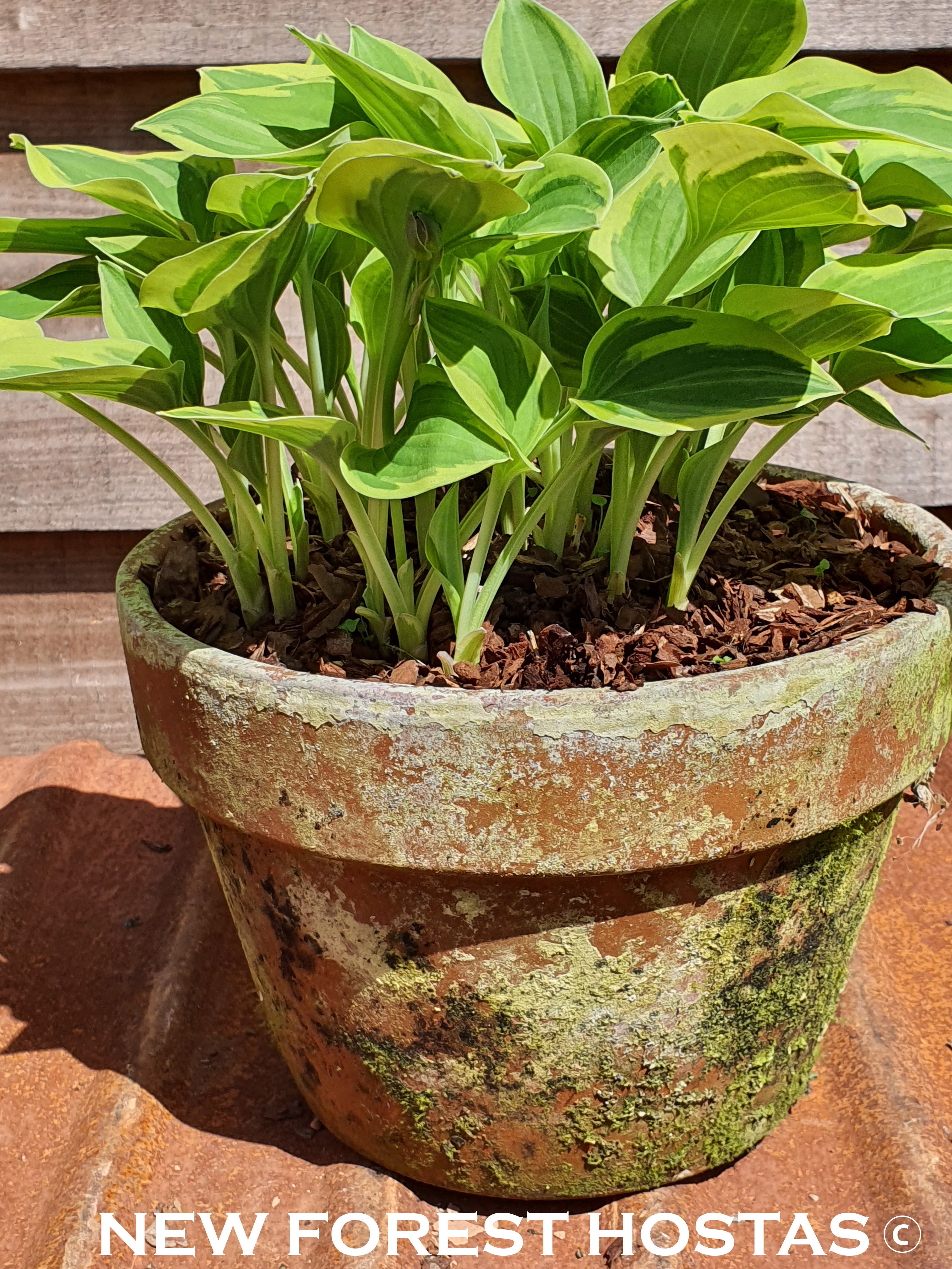 Hosta 'Golden Tiara' - New Forest Hostas & Hemerocallis