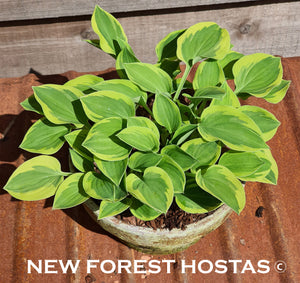 Hosta 'Golden Tiara' - New Forest Hostas & Hemerocallis