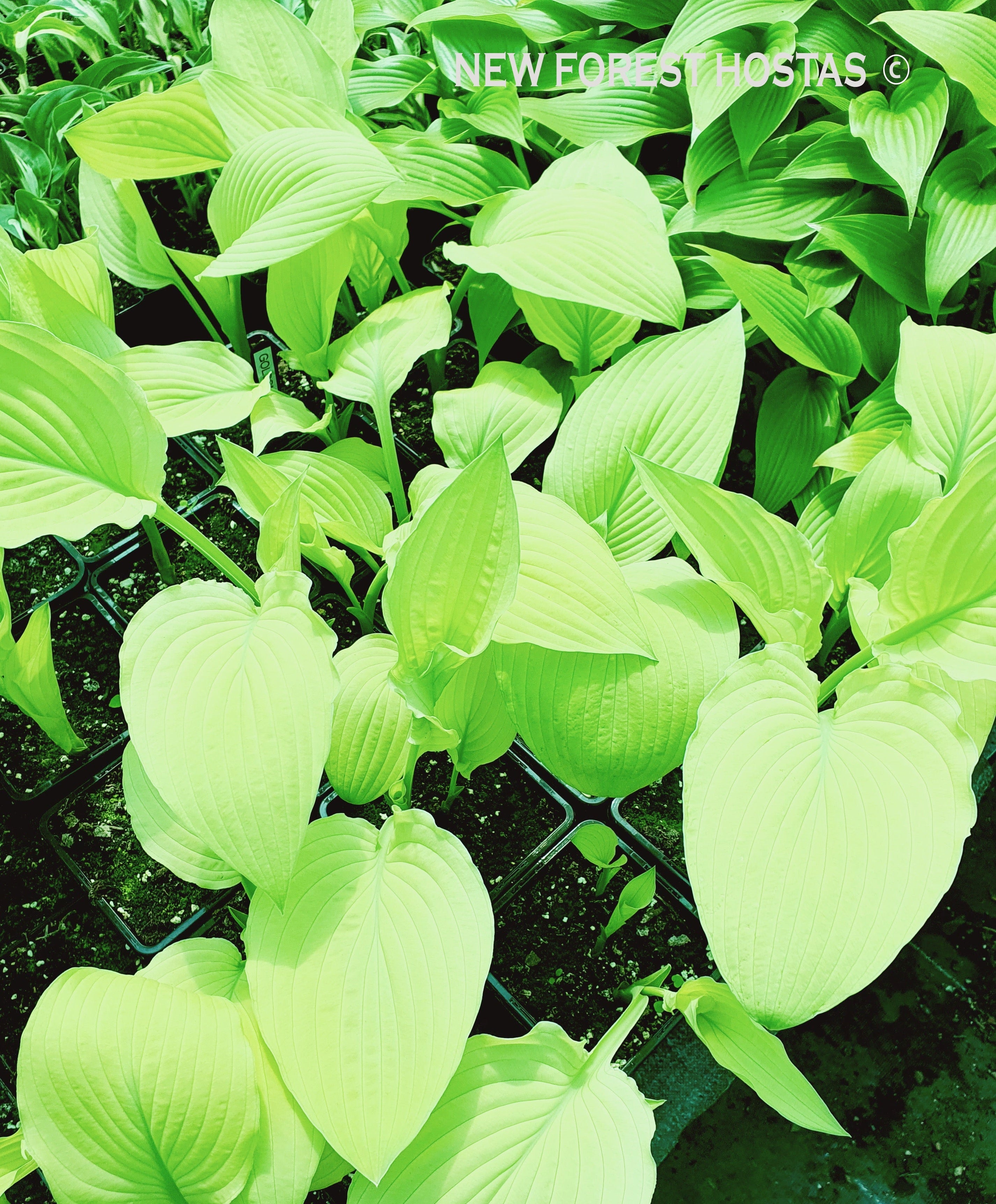 Hosta 'Goldsmith' - New Forest Hostas & Hemerocallis