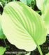 Hosta 'Goldsmith' - New Forest Hostas & Hemerocallis