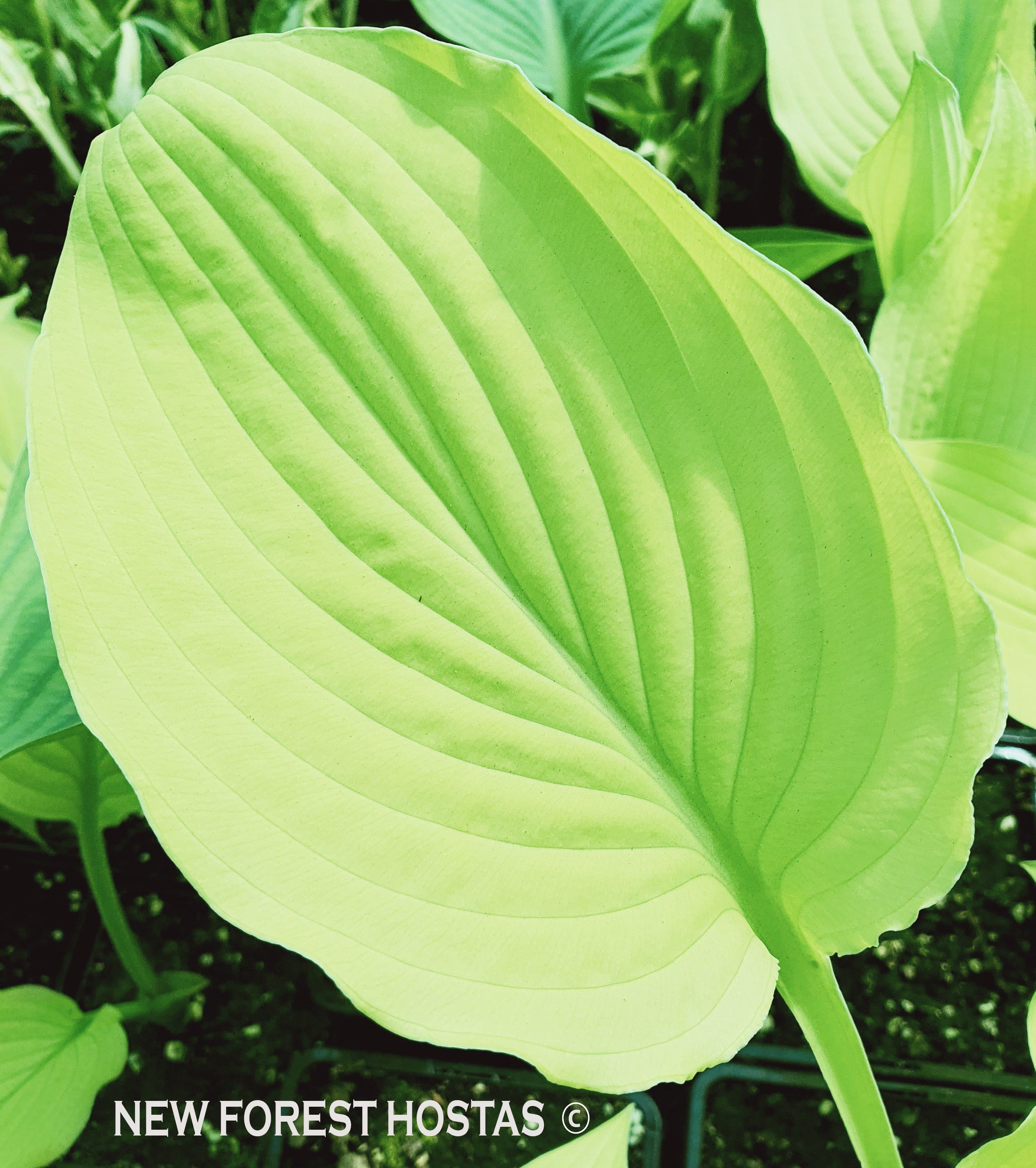 Hosta 'Goldsmith' - New Forest Hostas & Hemerocallis
