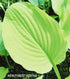 Hosta 'Goldsmith' - New Forest Hostas & Hemerocallis