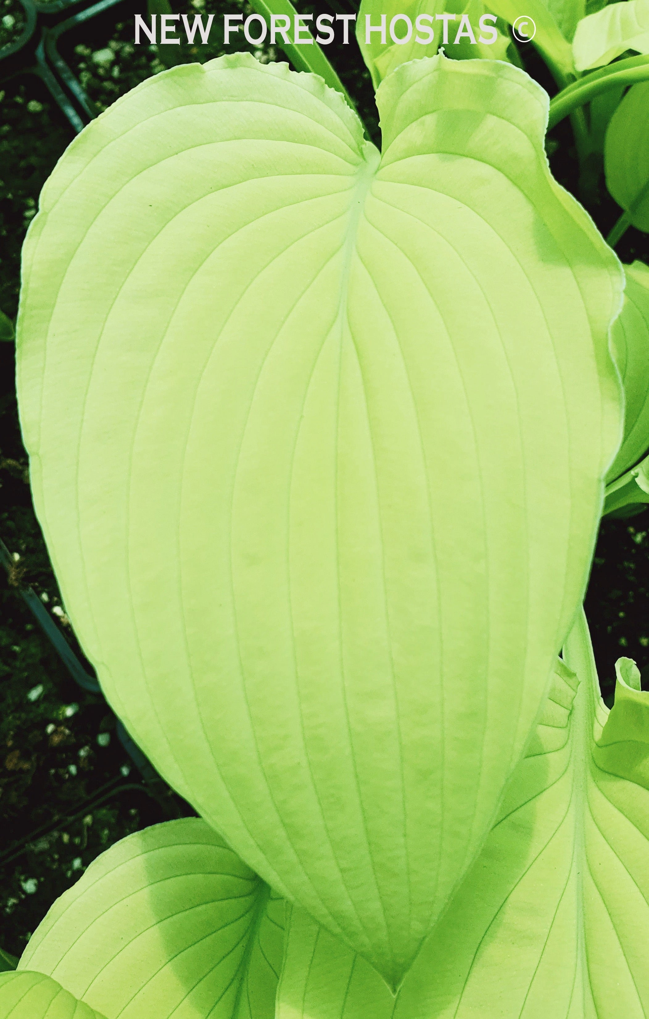 Hosta 'Goldsmith' - New Forest Hostas & Hemerocallis