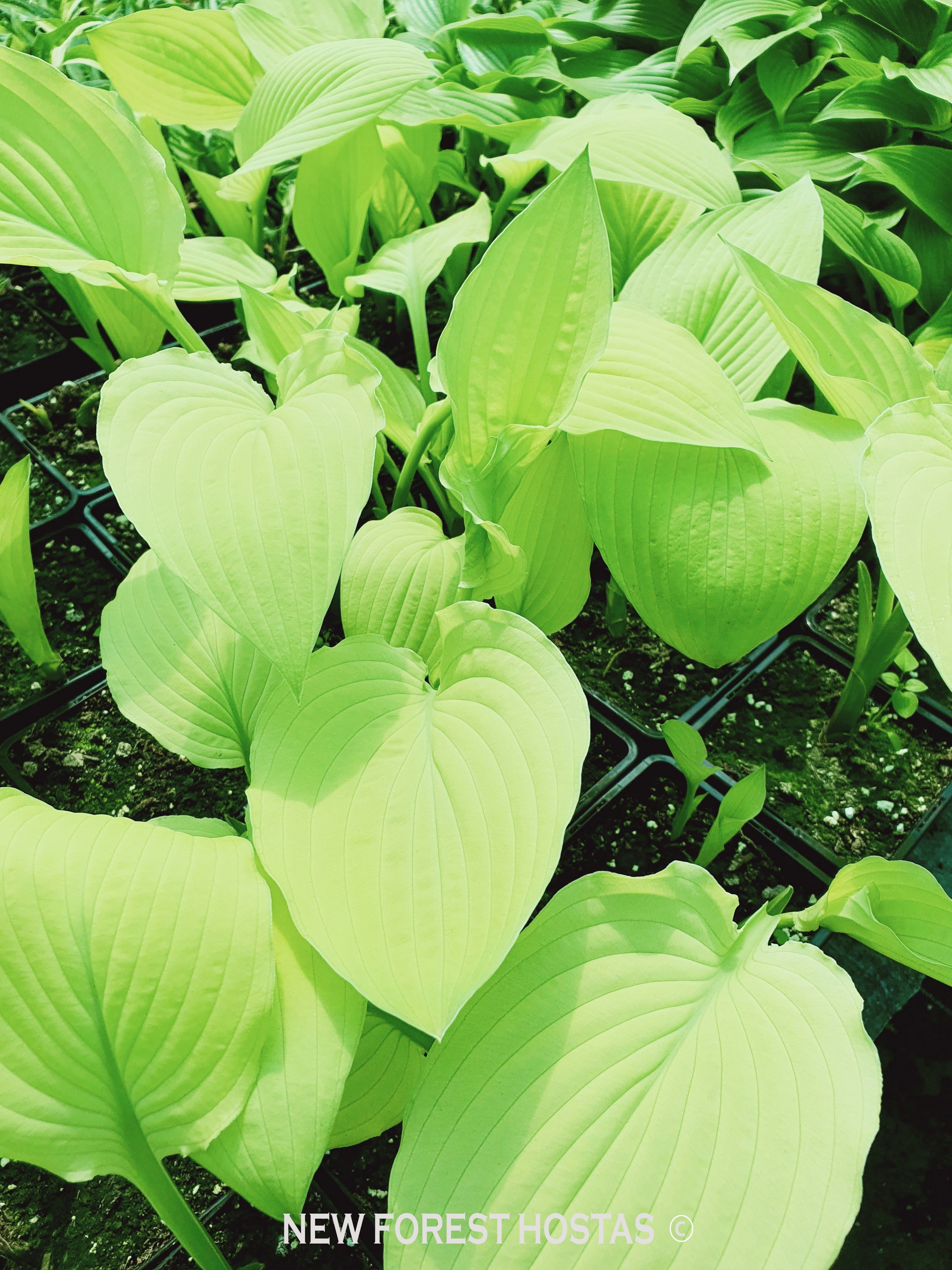 Hosta 'Goldsmith' - New Forest Hostas & Hemerocallis