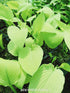 Hosta 'Goldsmith' - New Forest Hostas & Hemerocallis