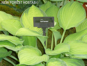 Hosta 'Gold Standard' - New Forest Hostas & Hemerocallis