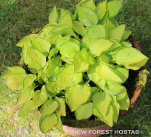 Hosta 'Green with Envy' - New Forest Hostas & Hemerocallis