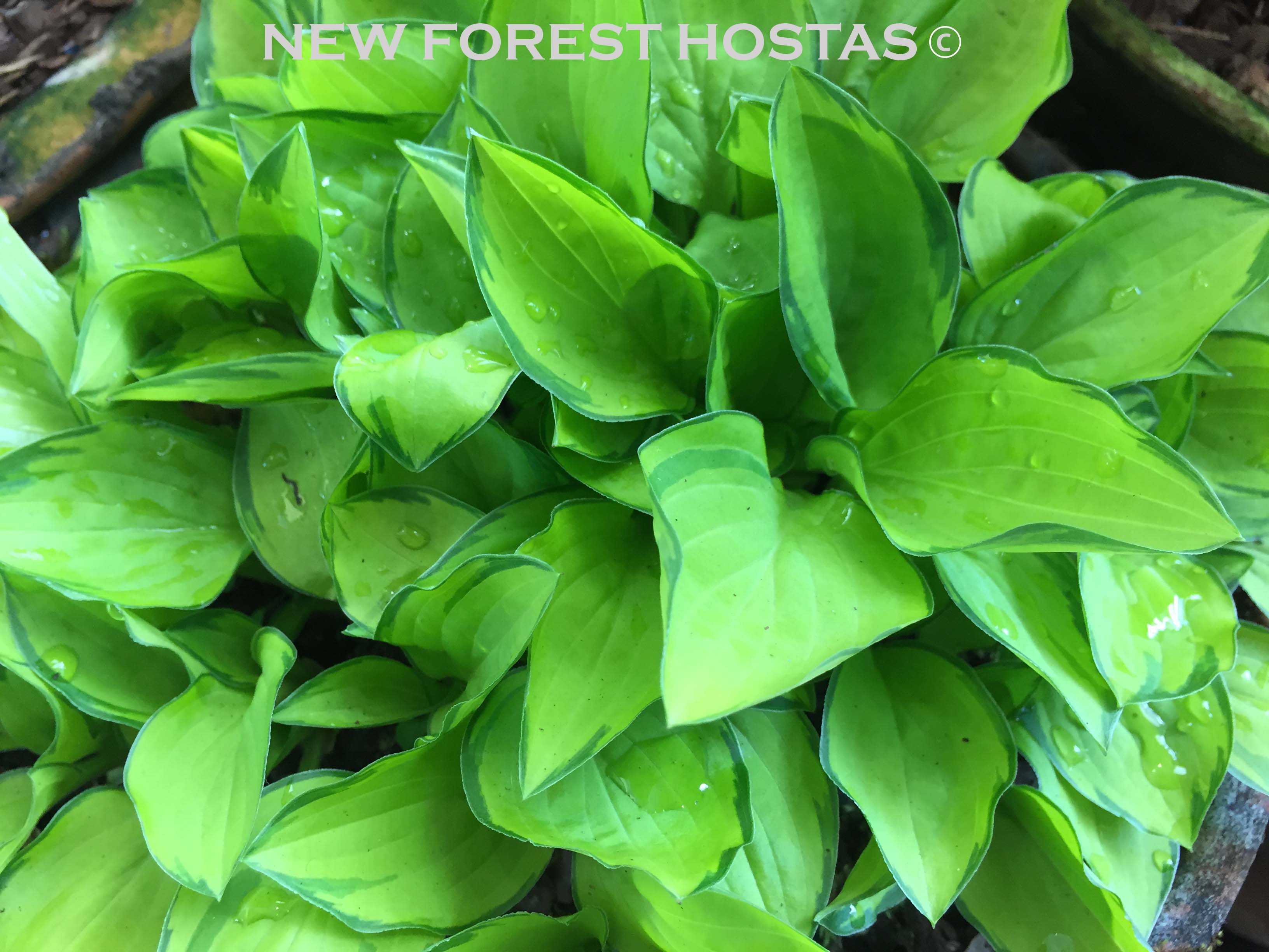 Hosta 'Green with Envy' - New Forest Hostas & Hemerocallis