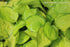 Hosta 'Green with Envy' - New Forest Hostas & Hemerocallis