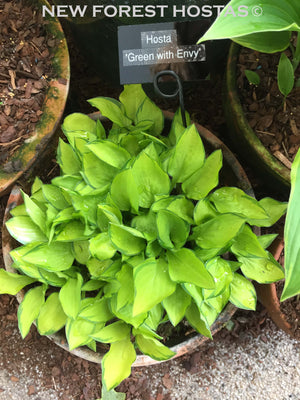 Hosta 'Green with Envy' - New Forest Hostas & Hemerocallis