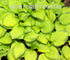 Hosta 'Green with Envy' - New Forest Hostas & Hemerocallis