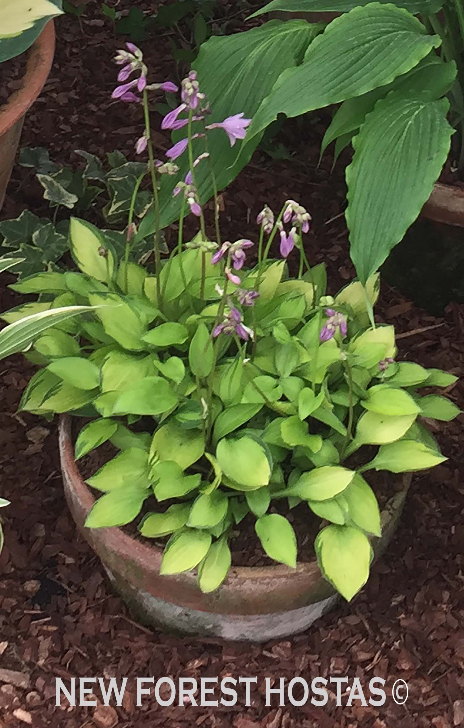 Hosta 'Green with Envy' - New Forest Hostas & Hemerocallis