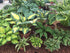 Hosta 'Green with Envy' - New Forest Hostas & Hemerocallis