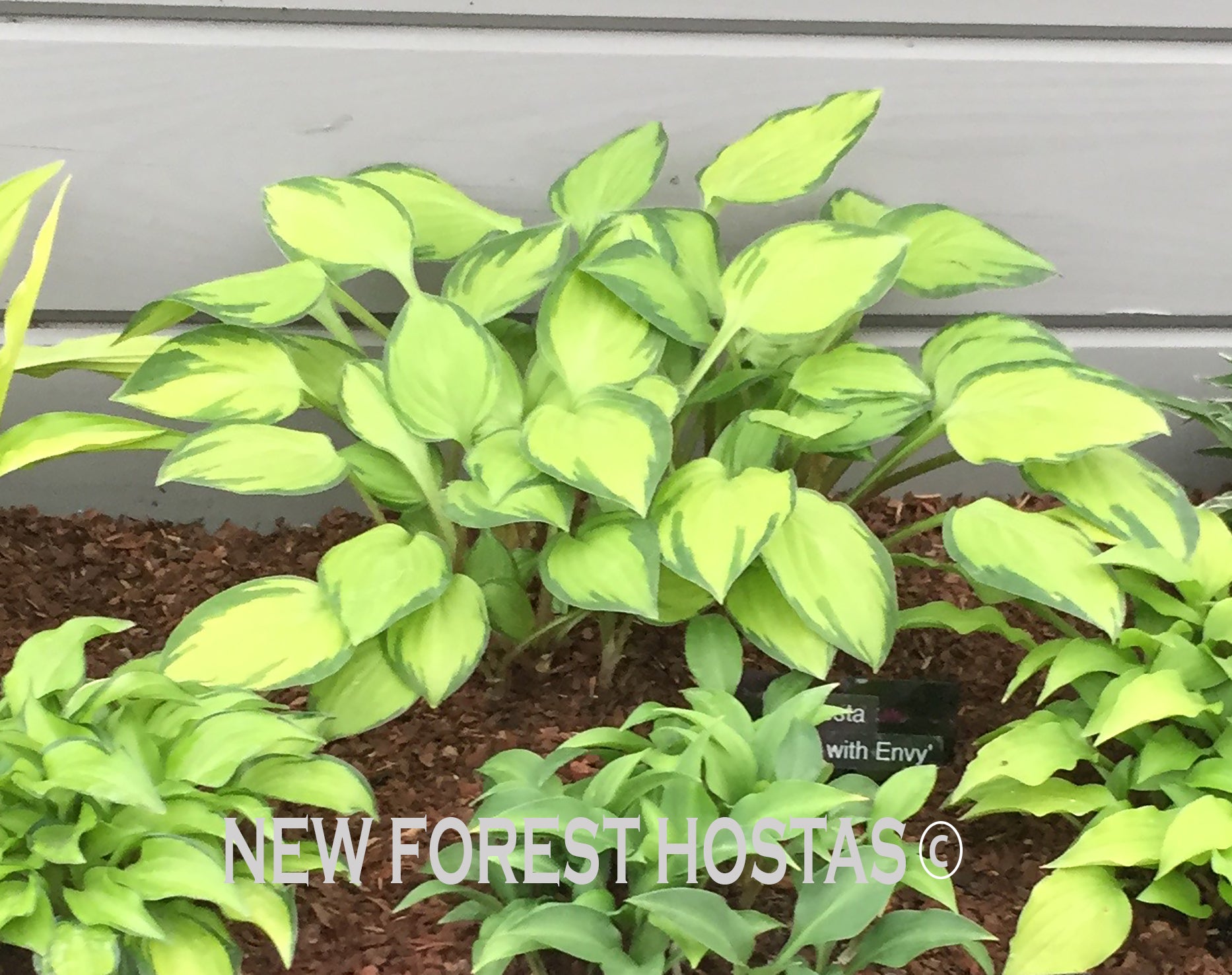Hosta 'Green with Envy' - New Forest Hostas & Hemerocallis