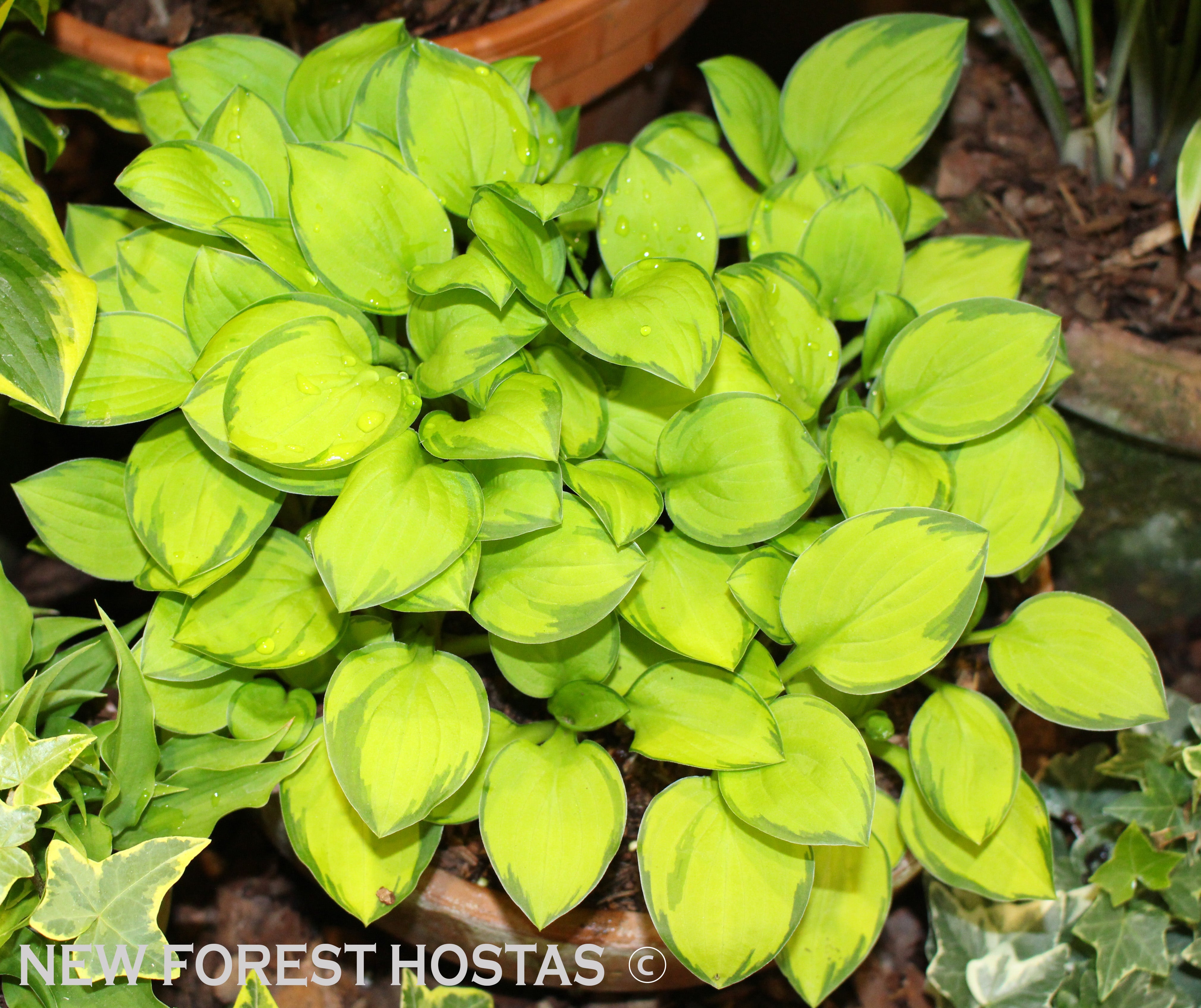 Hosta 'Green with Envy' - New Forest Hostas & Hemerocallis
