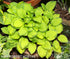 Hosta 'Green with Envy' - New Forest Hostas & Hemerocallis