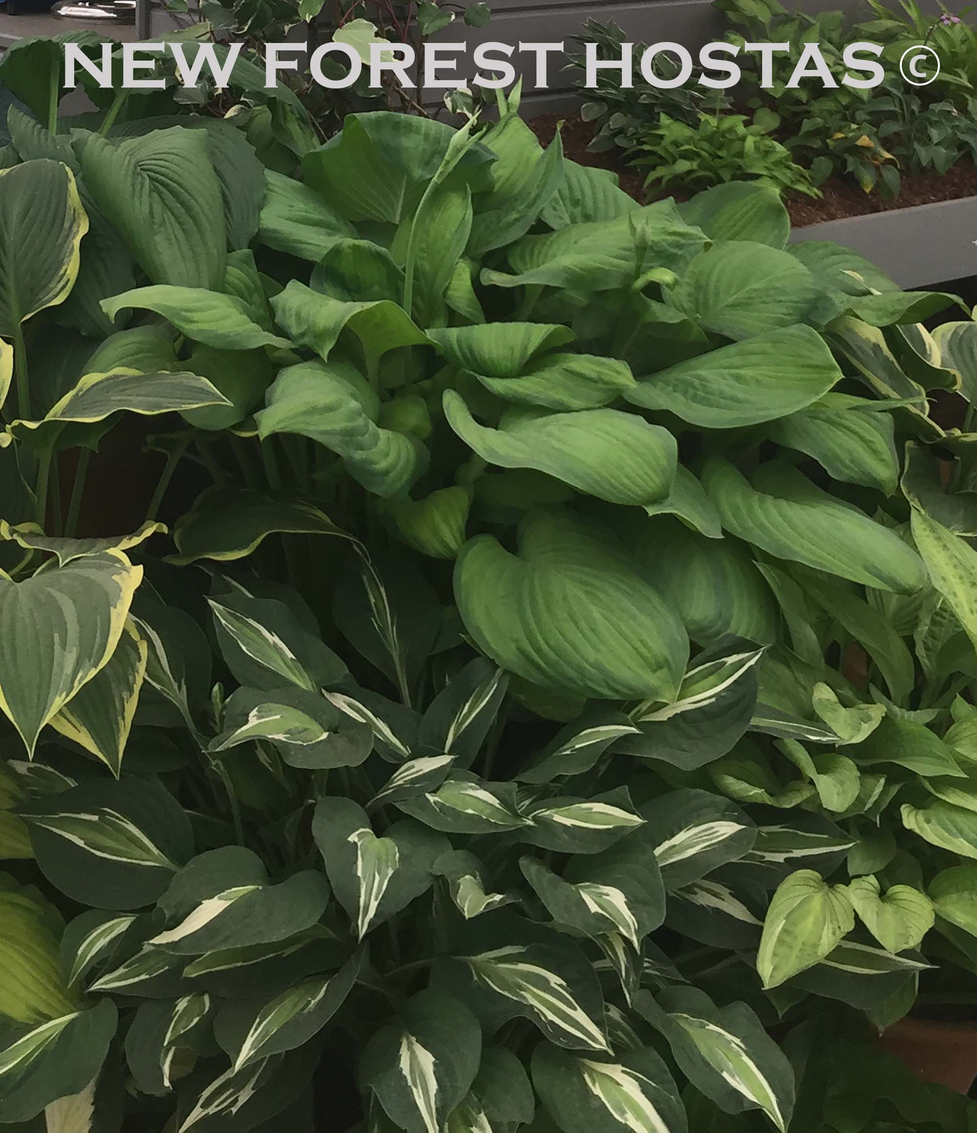Hosta 'Guacamole' - New Forest Hostas & Hemerocallis