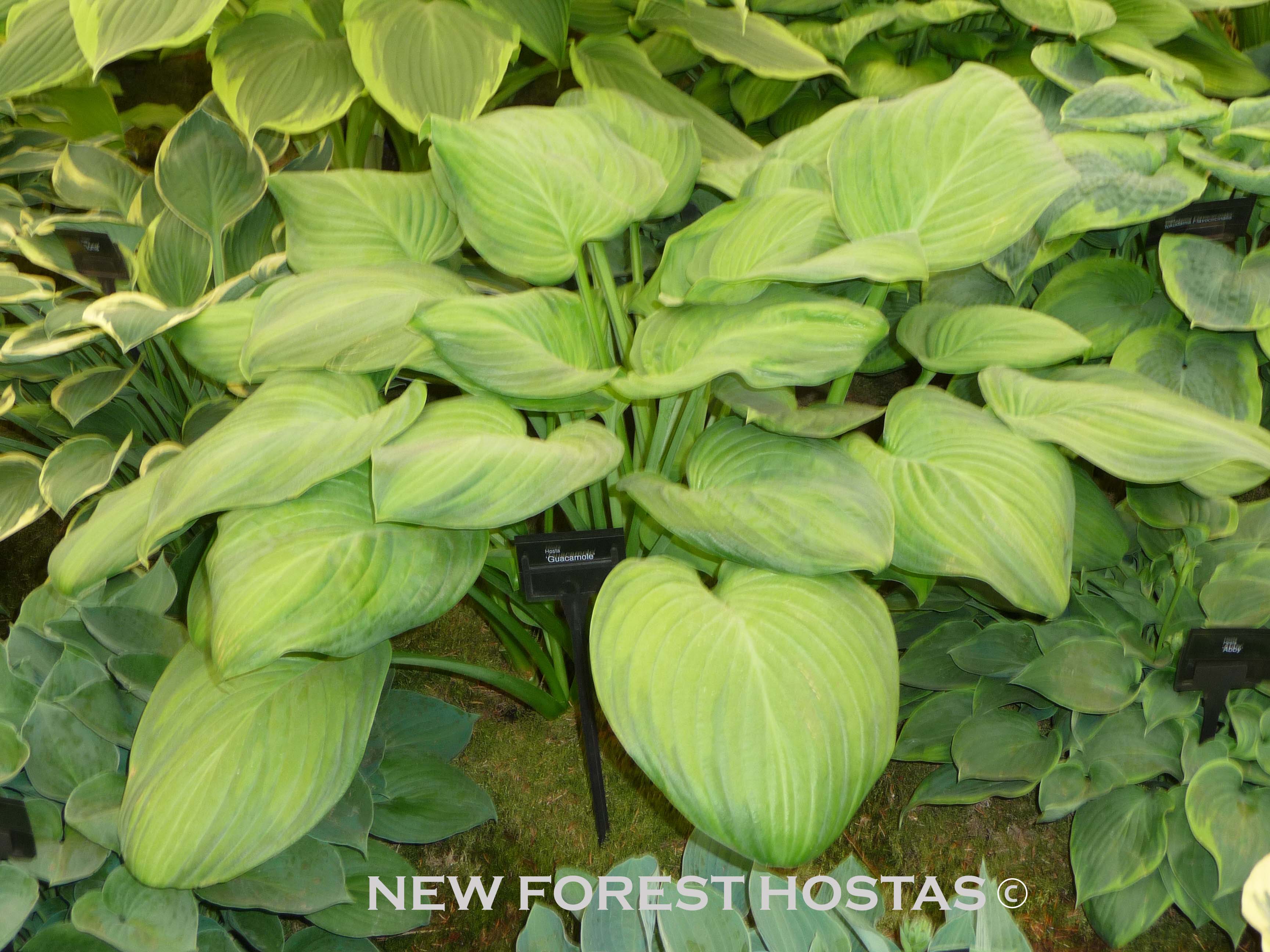 Hosta 'Guacamole' - New Forest Hostas & Hemerocallis