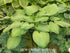 Hosta 'Guacamole' - New Forest Hostas & Hemerocallis