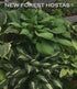 Hosta 'Guacamole' - New Forest Hostas & Hemerocallis